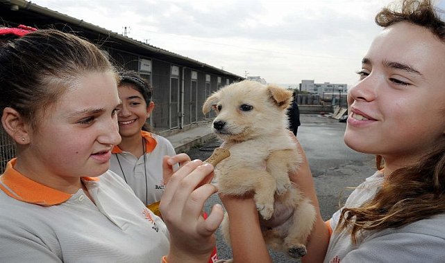Kocaeli&#039;de 5 bine yakın sokak hayvanı sahiplendirildi