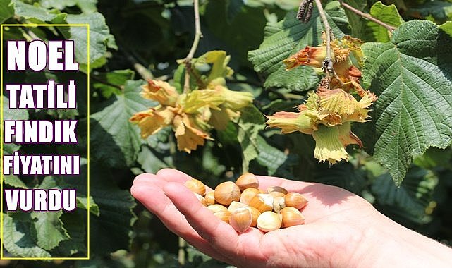 Noel tatili fındık fiyatını vurdu