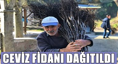 Ordu'da 100 bin ceviz fidanı fındık bahçesinde toprakla buluşuyor