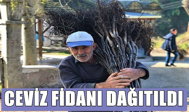 Ordu'da 100 bin ceviz fidanı fındık bahçesinde toprakla buluşuyor