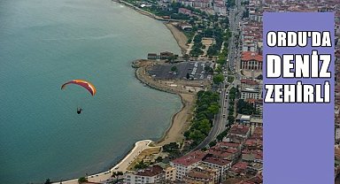 Ordu'da deniz zehirli!