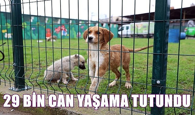 Ordu'da hayvan hastanesinde 29 bin can yaşama tutundu
