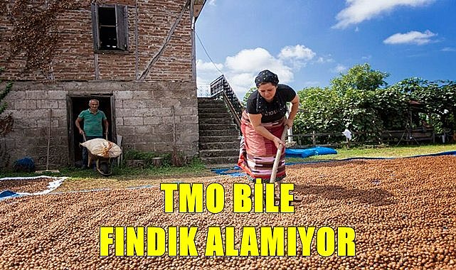TMO'da fındık alımı 5 tona kadar düştü