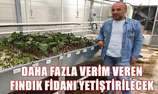 Üniversite daha kaliteli  fındık fidanı yetiştirecek