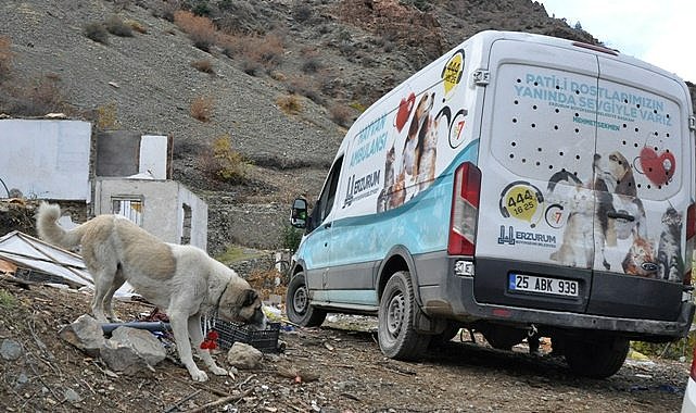 Yusufeli&#039;nde sokak köpekleri tahliye ediliyor