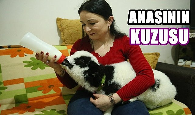 Altınordu ailesi Boncuk isimli kuzuyu evde bakıyor