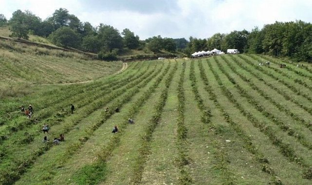 Bursa&#039;da İnegöl tarımı şahlanıyor