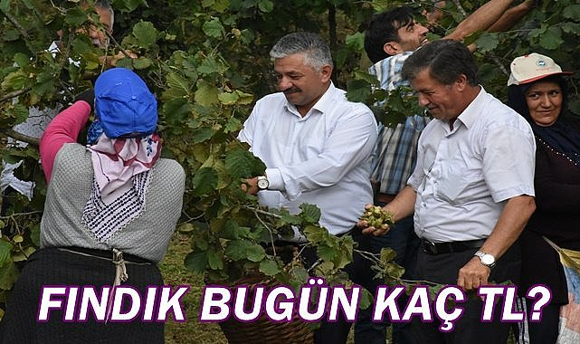 Fındık fiyatı 06.01.2023
