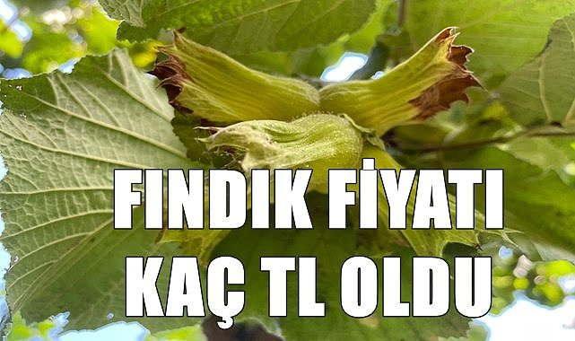Fındık fiyatı 19.01.2023