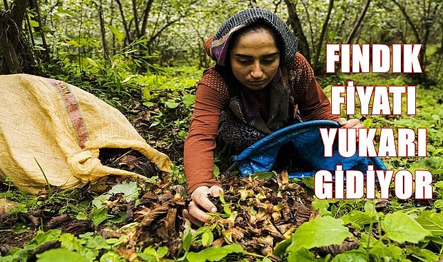 Fındık fiyatı fırladı