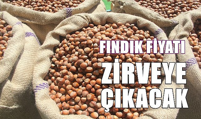 Fındık fiyatı zirveye çıkacak