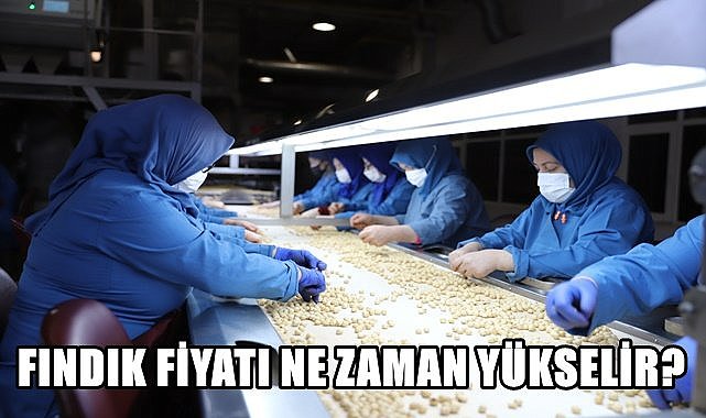 Fındık fiyatı15.01.2023