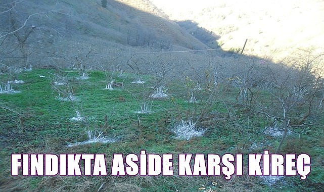 Fındıkta aside karşı kireç
