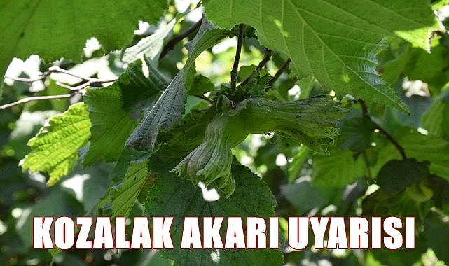 Fındıkta kozalak akarı uyarısı