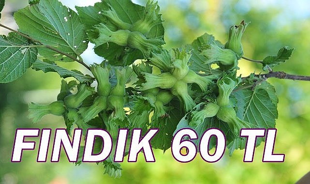 Giresun'da fındık 60 TL