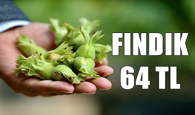 Giresun'da fındık 64 TL