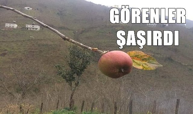 Ocak ayında dalında elmayı görenler şaştı kaldı