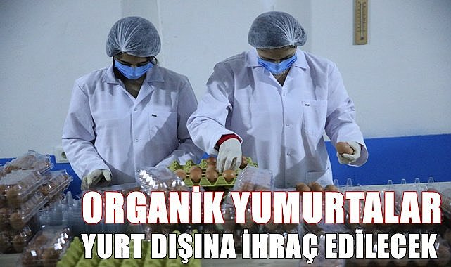 Ordu&#039;dan BAE&#039;ye organik yumurta ihraç edilecek