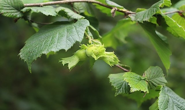 Trabzon'da fındık 55 TL