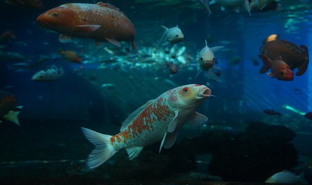 Bursa Yıldırım&#039;da &#039;Tünel Akvaryum&#039; ilgisi