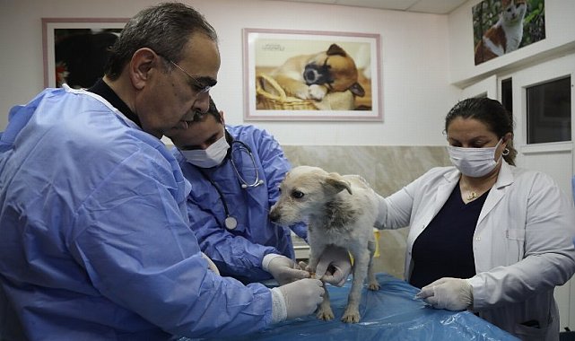 Enkaz altında kalan Hataylı &#039;Afet&#039;, Gaziantep tedavisinde