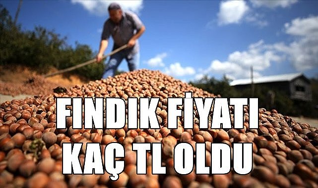 Fındık fiyatı 17.02.2023