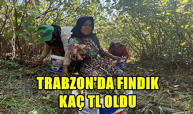 Trabzon'da fındık 56 TL