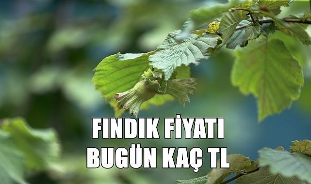 Fındık fiyatı 27.03.2023