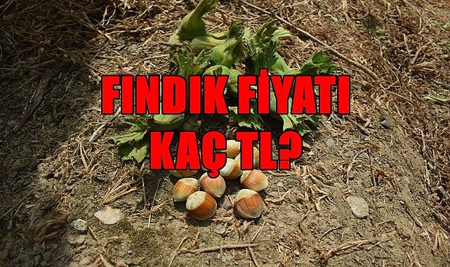 Fındık fiyatı 7.03.2023