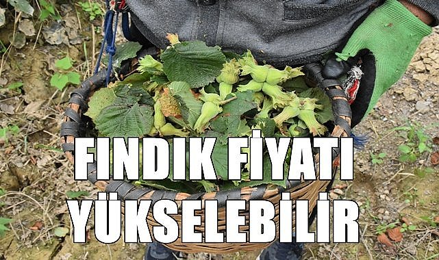 Fındık fiyatı yükselebilir , fındıkta don tehlikesi!