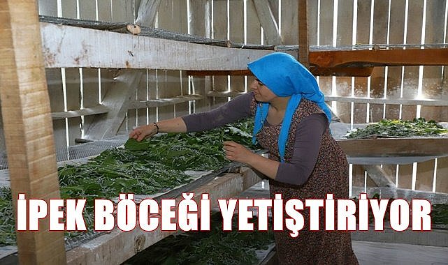 Ordu'da ipek böceği yetiştiriliyor