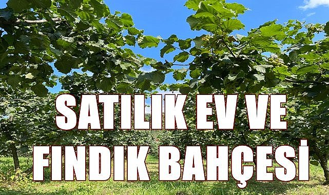 Ordu İkizce&#039;de mahkemeden satılık ev ve fındık bahçesi