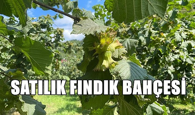 Ordu Perşembe'de icradan satılık fındık bahçesi