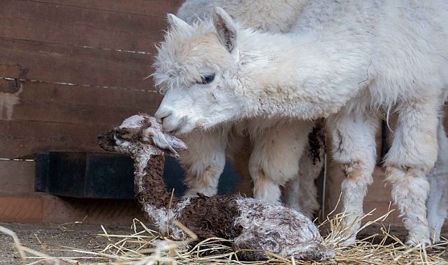 Ormanya'nın yeni gözdesi yavru Alpaka