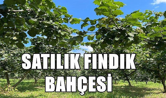 Altınordu'da mahkemeden satılık fındık bahçesi