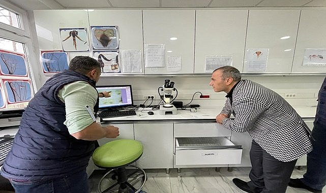 Bombus Arısı ile seralarda verim artıyor