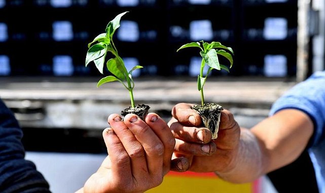 Çiftçilere hibe destekli sebze fidesi