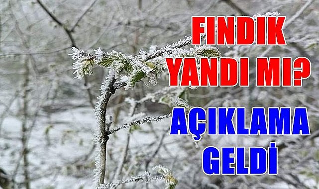 Don fındığı yaktı mı? Yeni açıklama yapıldı