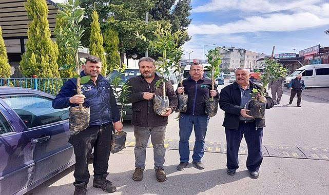 Fındık diyarında narenciye fidanı dikiliyor