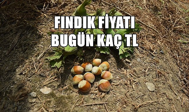 Fındık fiyatı 01.04.2023