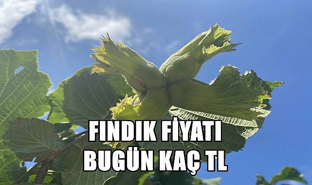 Fındık fiyatı 13.04.2023