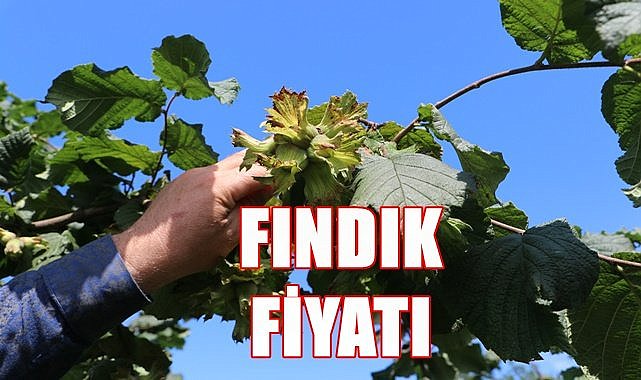 Fındık fiyatı 25.04.2023