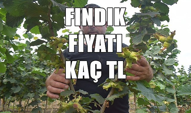 Fındık fiyatı 4.04.2023
