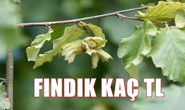 Fındık fiyatı 8.04.2023