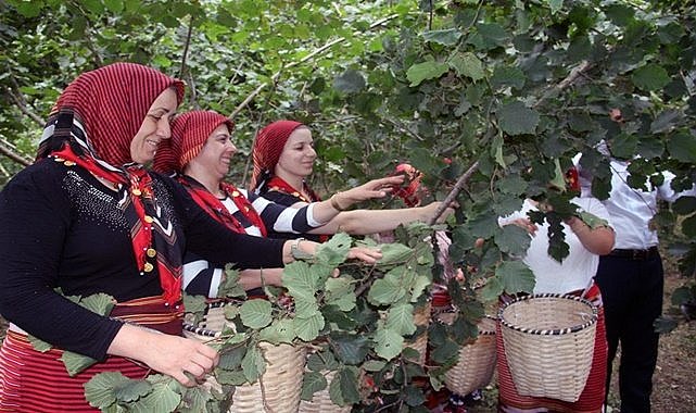 Fındık Haftası iptal edildi