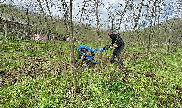 Fındık timleri bahçede