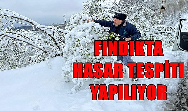 Fındıkta hasar tespiti yapılıyor