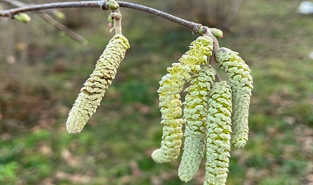 Fındıkta korktuğumuz başımıza gelmedi