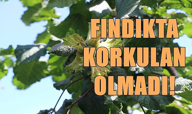 Fındıkta korkulan olmadı!