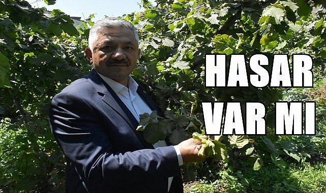 Fındıkta lokal hasar var